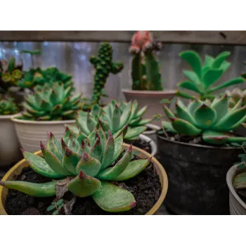 Natural Succulent Plant